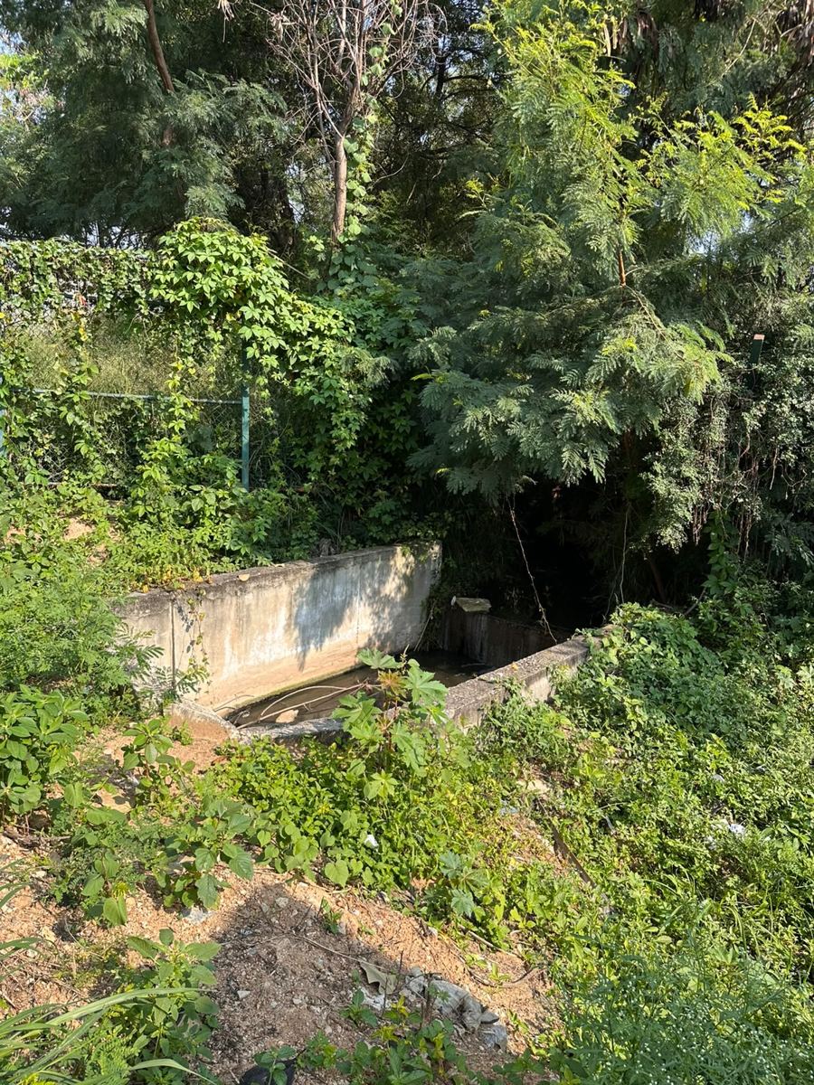 Concrete weir at the north-east inlet channel, half hidden by dense green undergrowth, where water enters the lake.